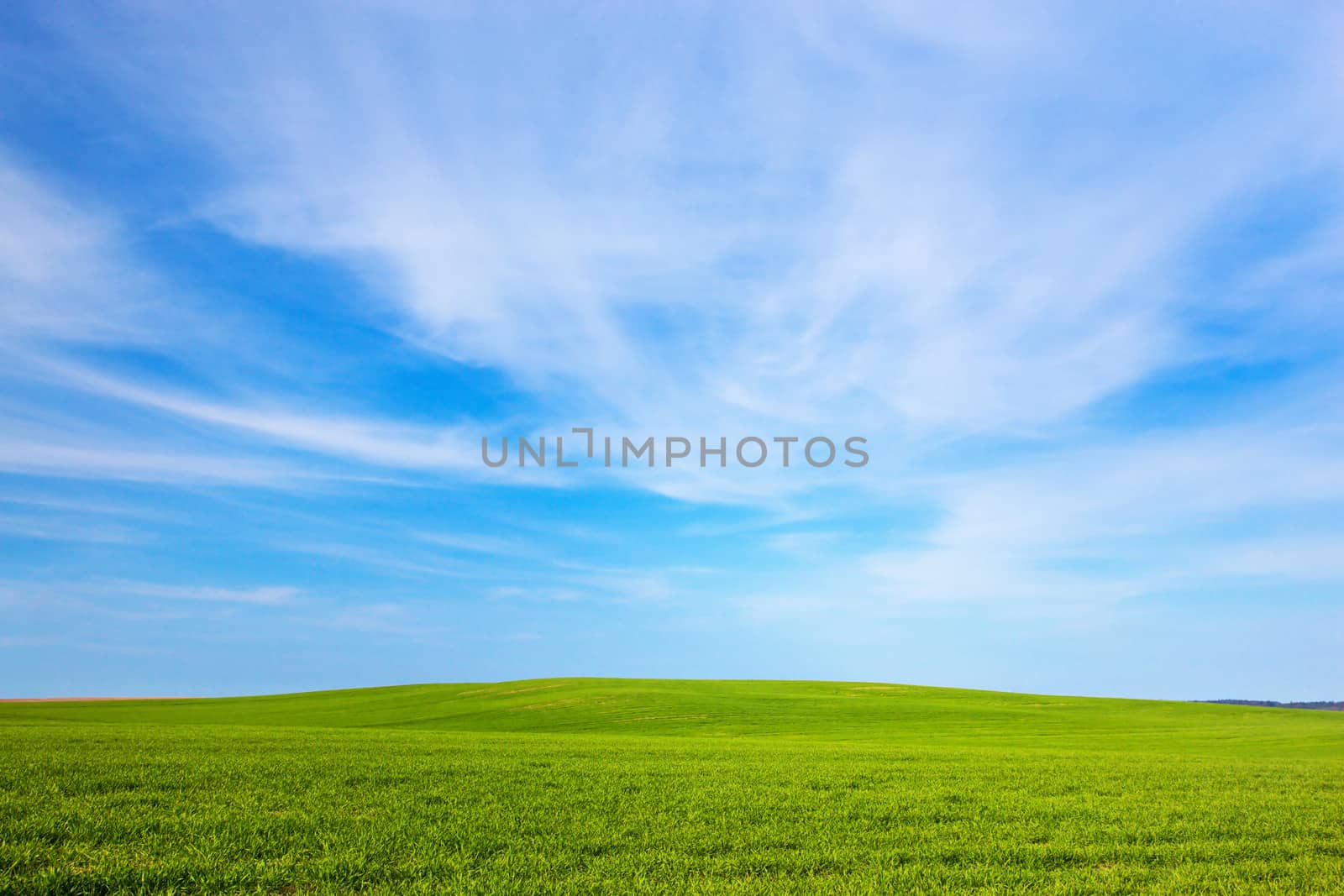 Green field landscape. Spring summer season, sunny blue sky.