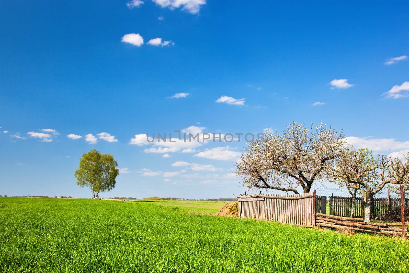 Countryside landscape during spring. Grassy field with trees and wooden fence