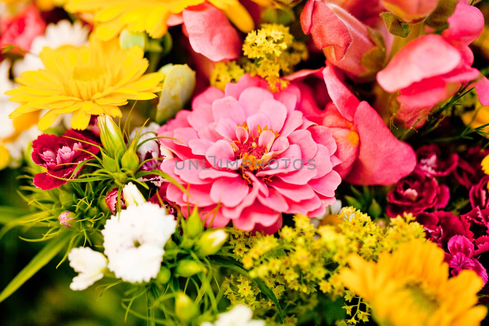 beautiful colorful collection of flowers spring summer celebration card macro