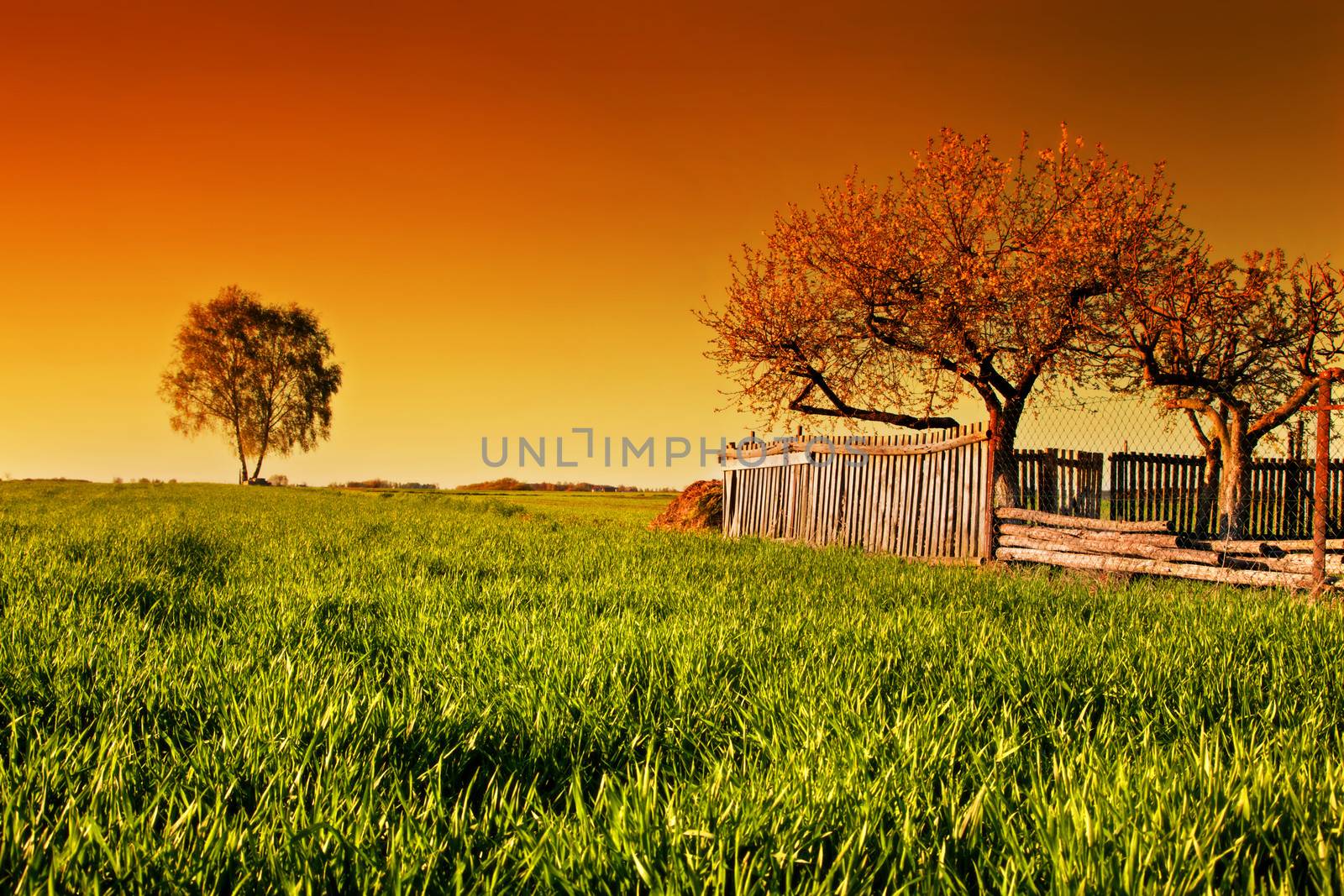 Countryside orchard landscape during spring at sunset. Grassy field with trees and wooden fence