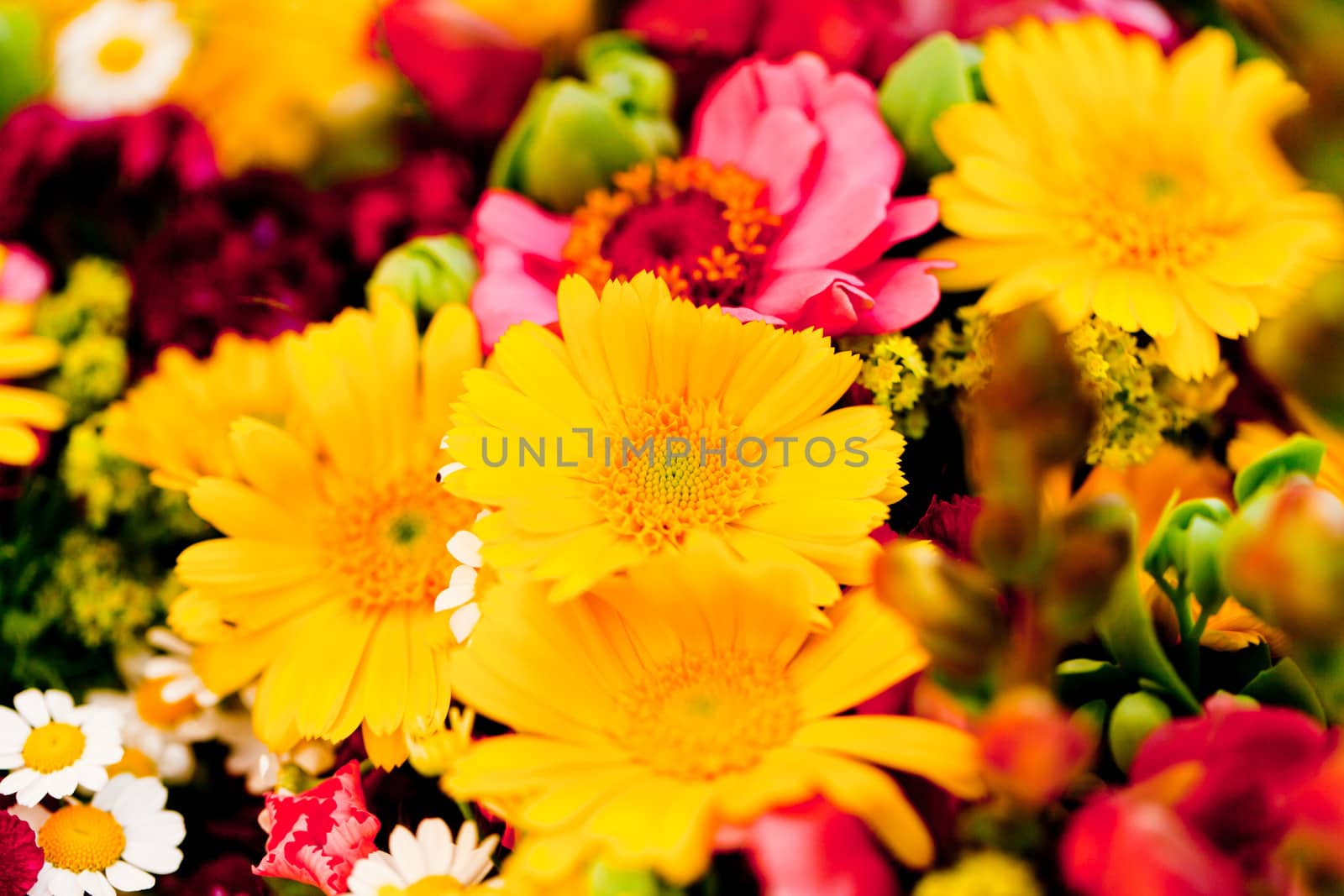 beautiful colorful collection of flowers spring summer celebration card macro