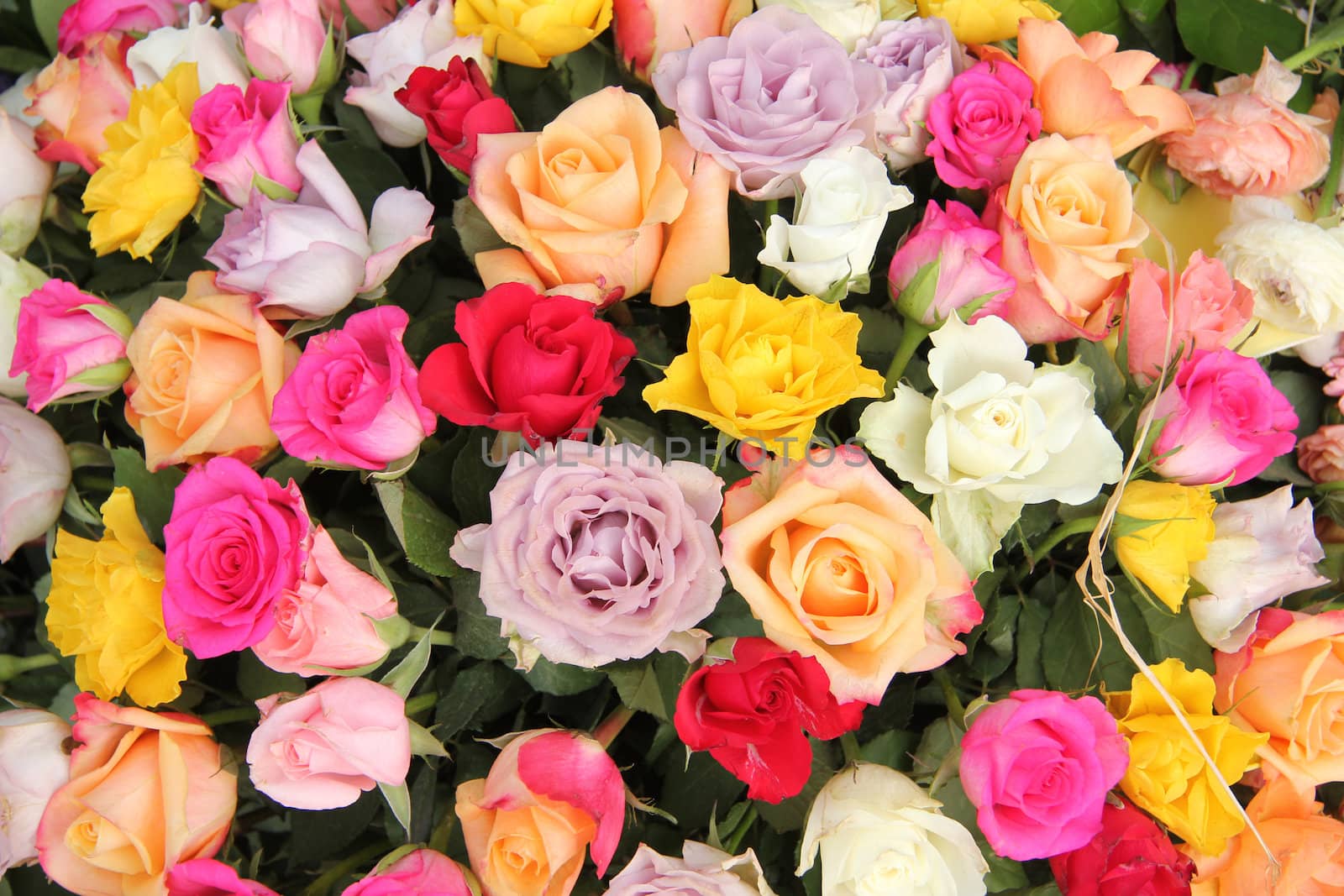 Mixed colored rose bouquet in bright colors