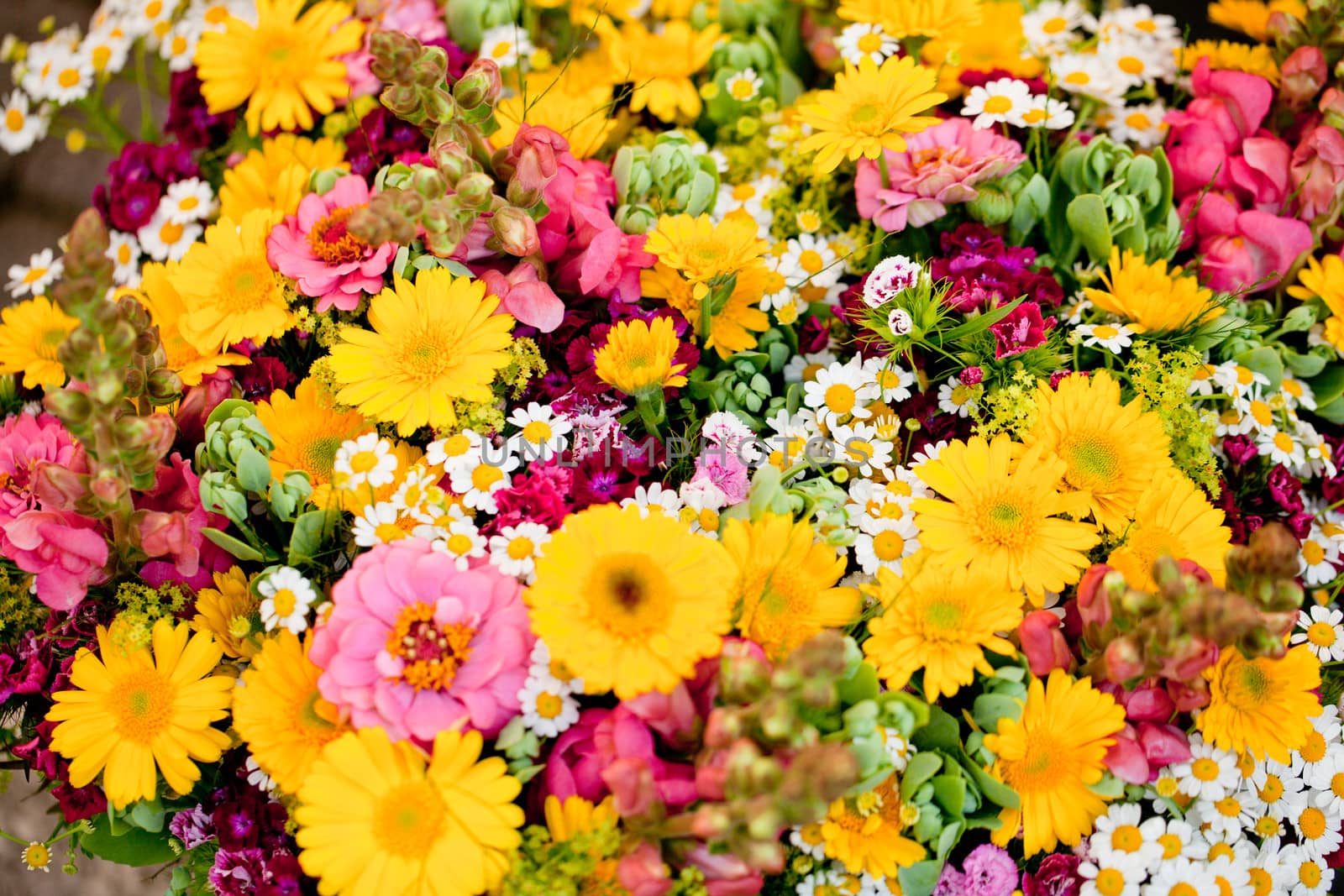 beautiful colorful collection of flowers spring summer celebration card macro