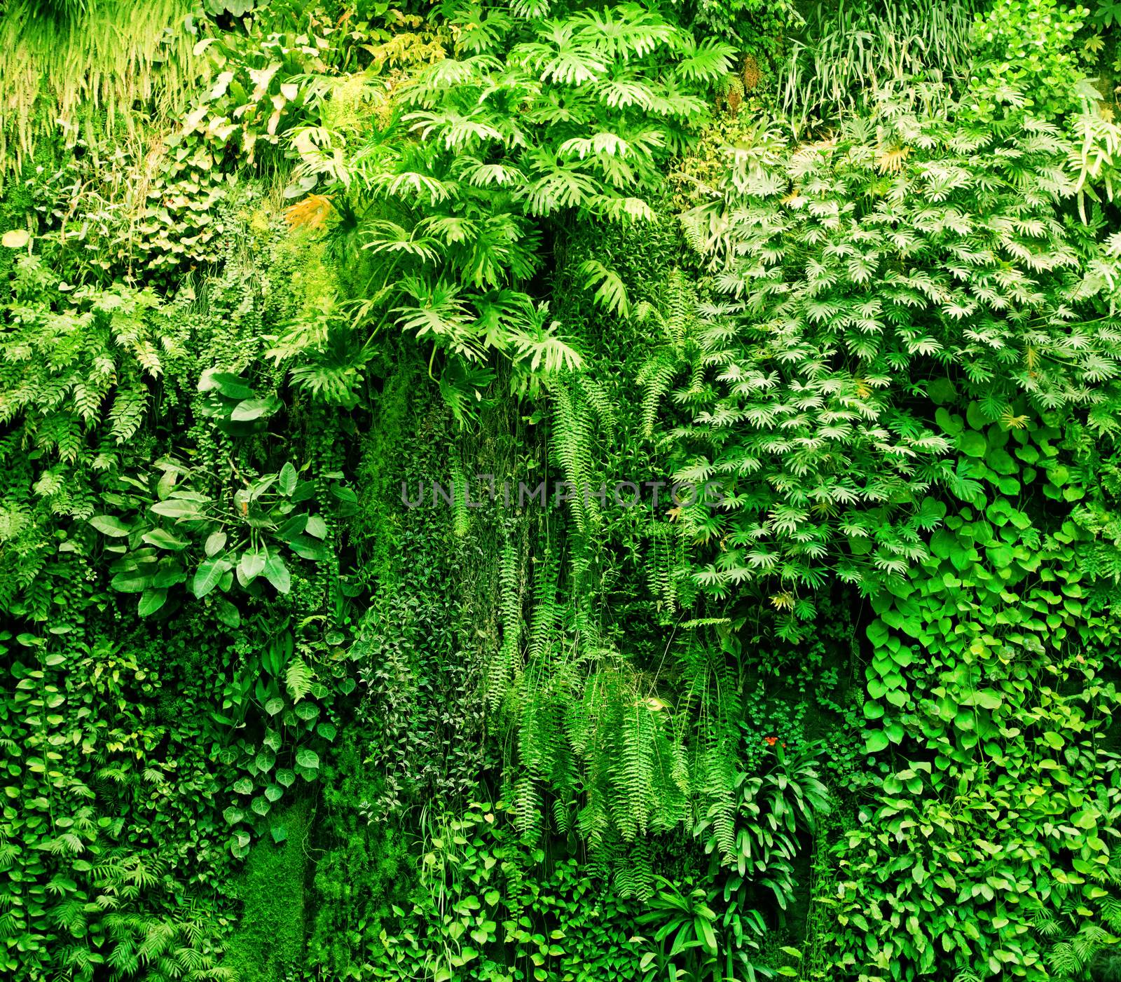 Tropical plants green background. Lush, natural foliage