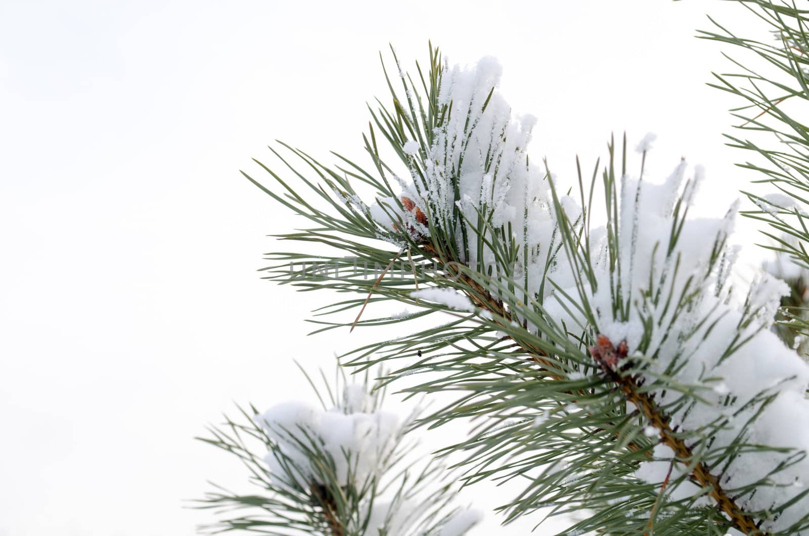 pine tree branch covered with snow background of the sky in winter time