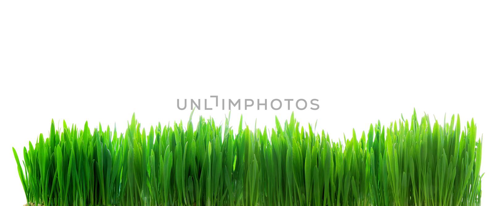 Panoramic image of fresh green grass isolated on white background