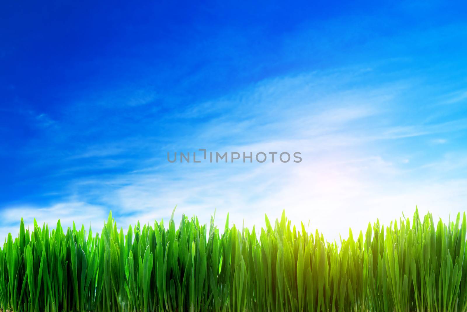 Perfect nature landscape background. Fresh grass field on a sunny day with blue sky