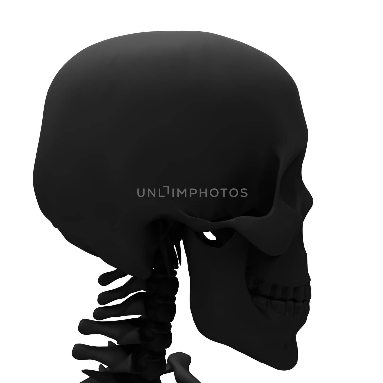 Human Skull