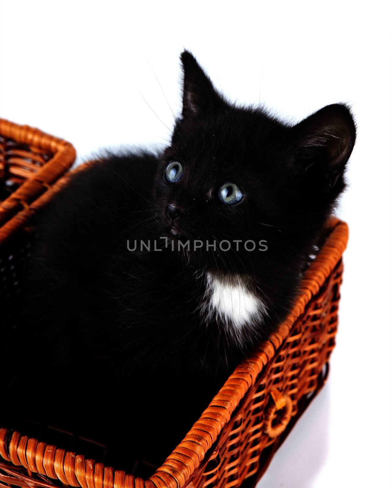 Black small kitten in a basket. Kitten on a white background. Small predator.