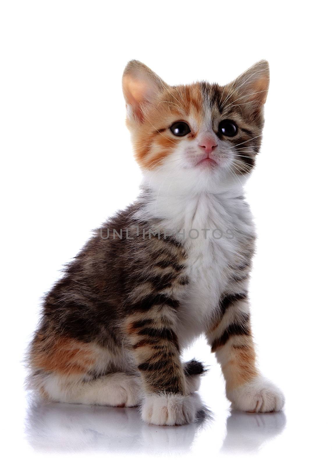 Multi-colored small kitten. Kitten on a white background. Small predator.