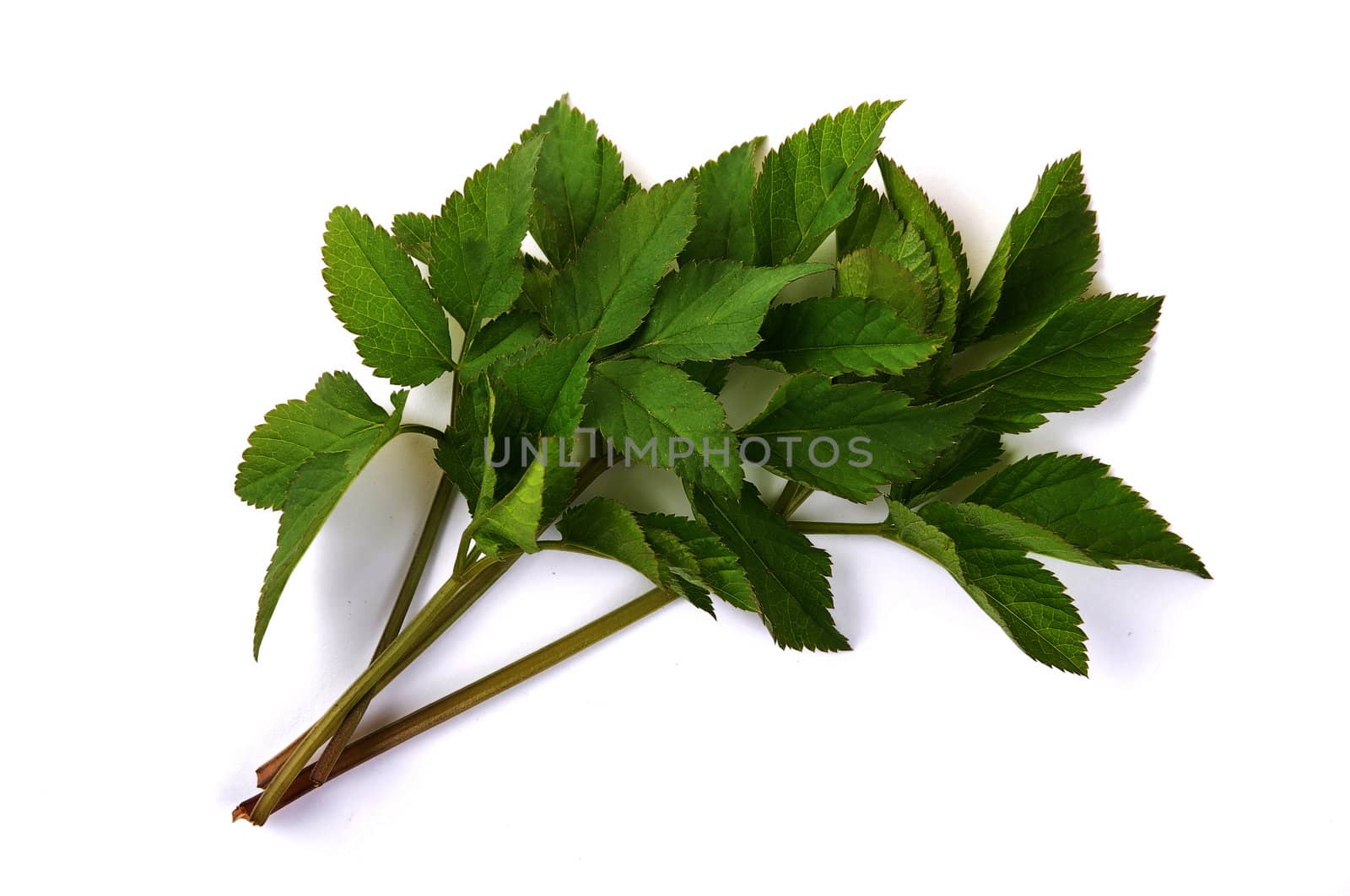 Ground elder by rbiedermann