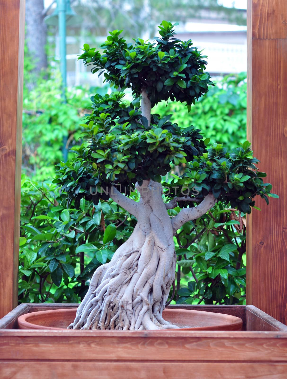 outdoor bonsai by tony4urban