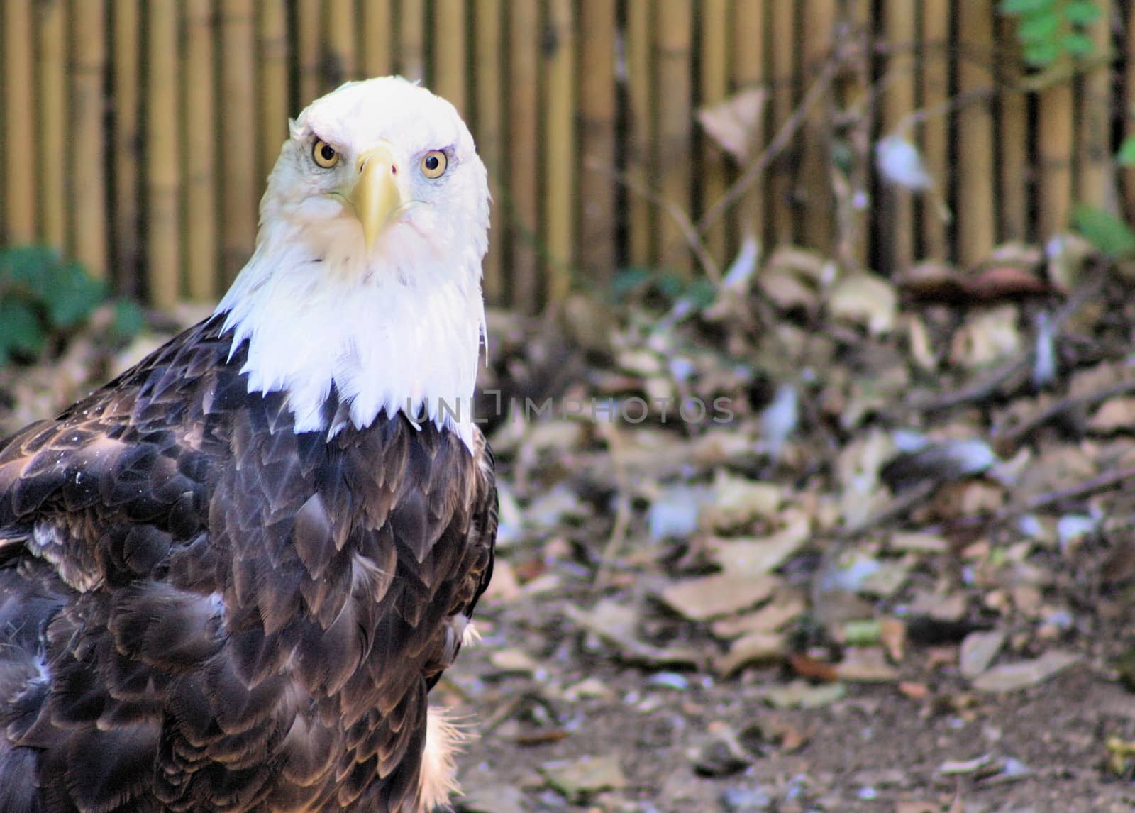 Eagle perched on ground with natural background
