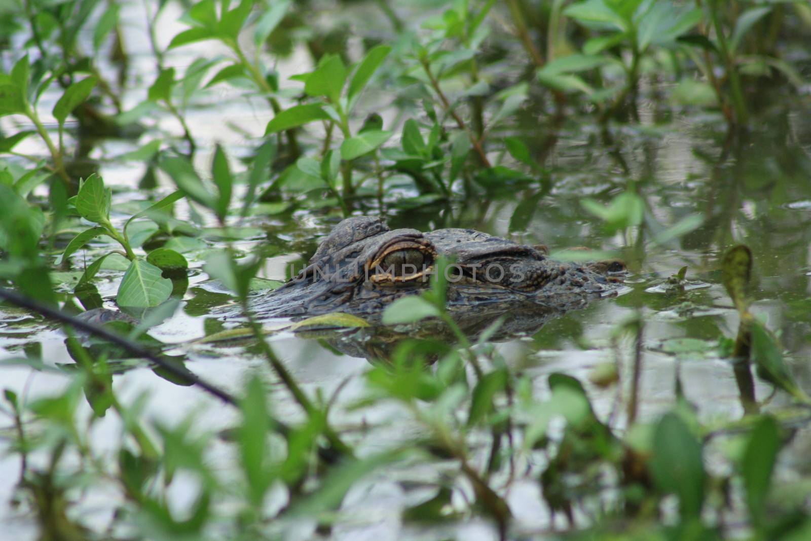 Eye of Alligator Lurking Underwater by tornado98