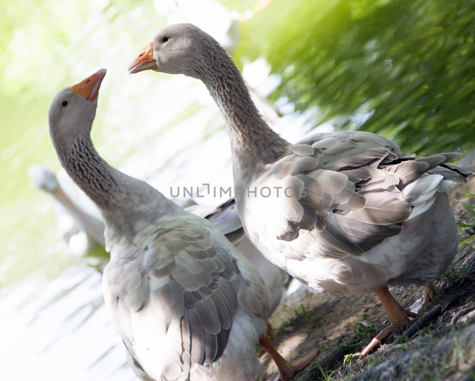 Grey Geese Near Pond by tornado98