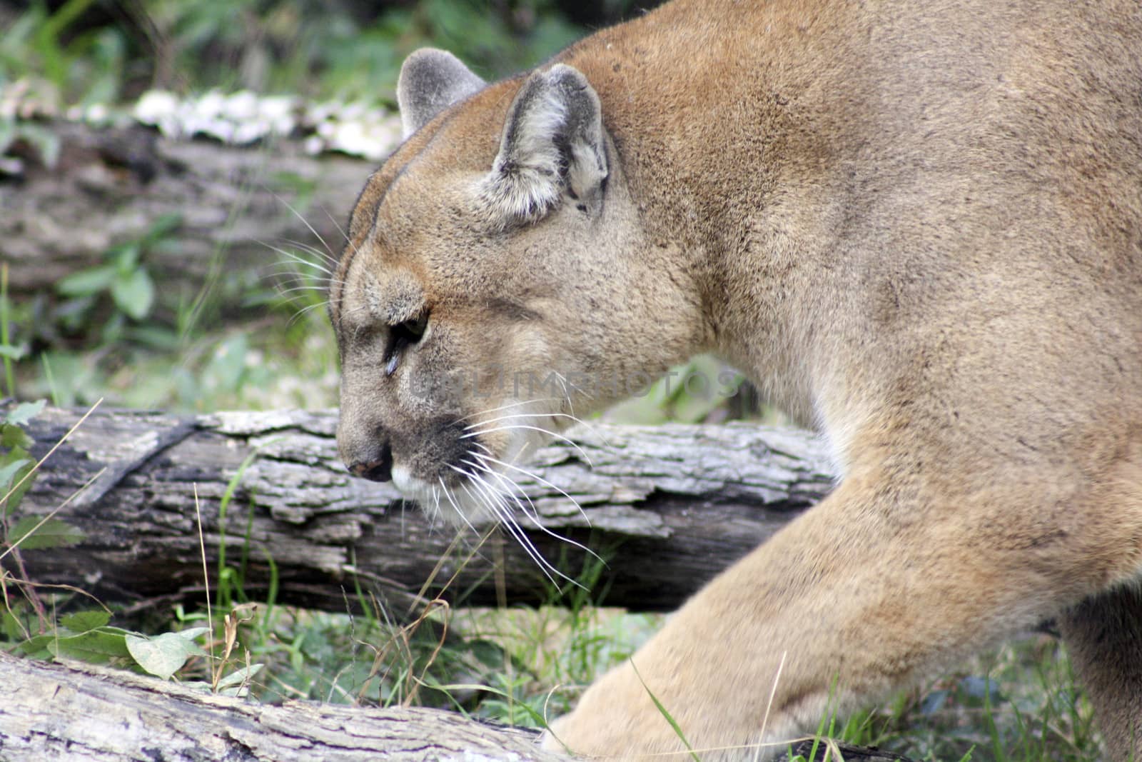 Closeup of profile as mountain lion walks through habitat