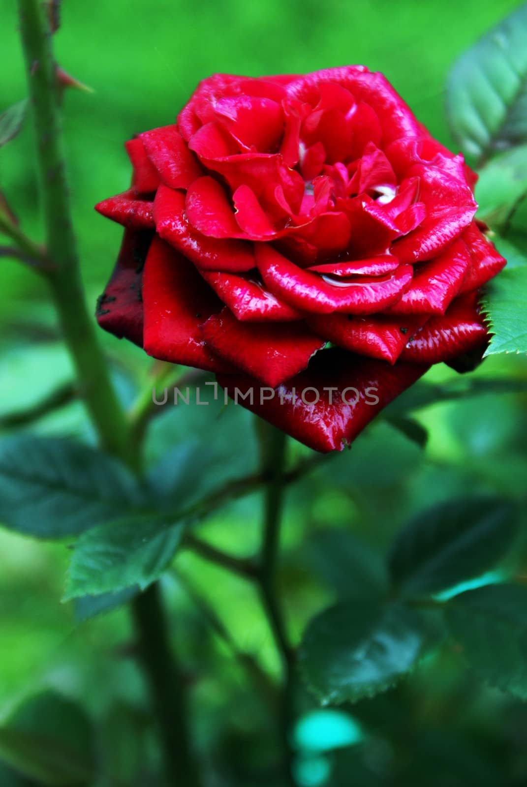 A closeup shot of a fully bloomed wild rose in the garden.