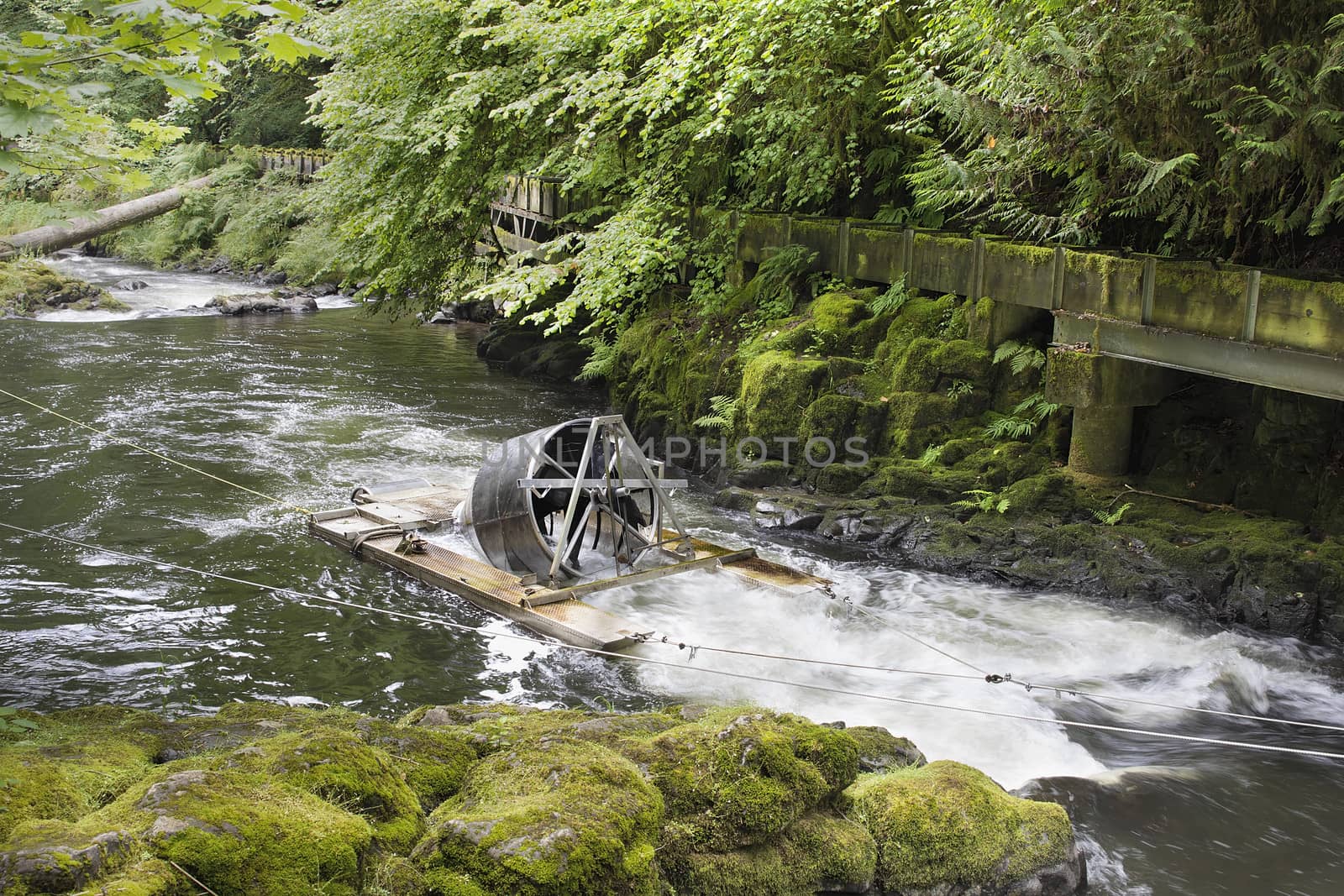 Rotary Screw Trap Device Used by United States and Washington State Fish and Wildlife Department Along River to Catch and Release Downstream Outmigrants Fishes for Research at Cedar Creek