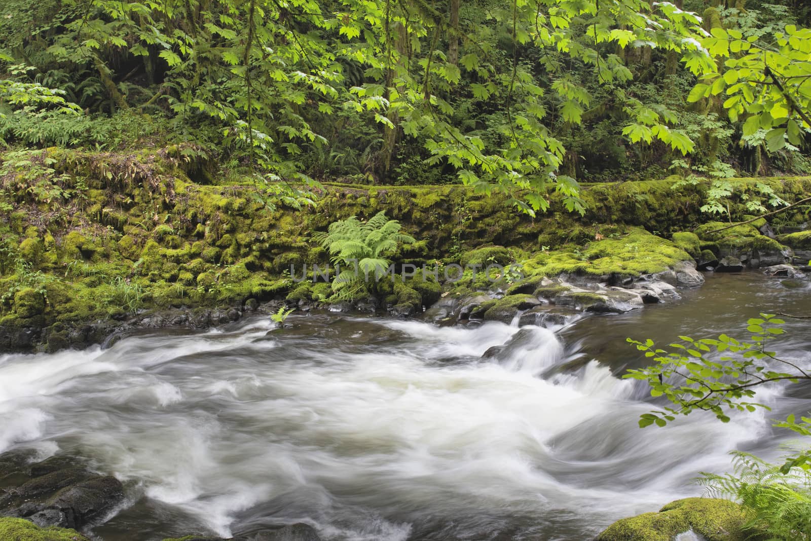 Rushing Water with Trees Moss Ferns and Rocks at Cedar Creek Washington State