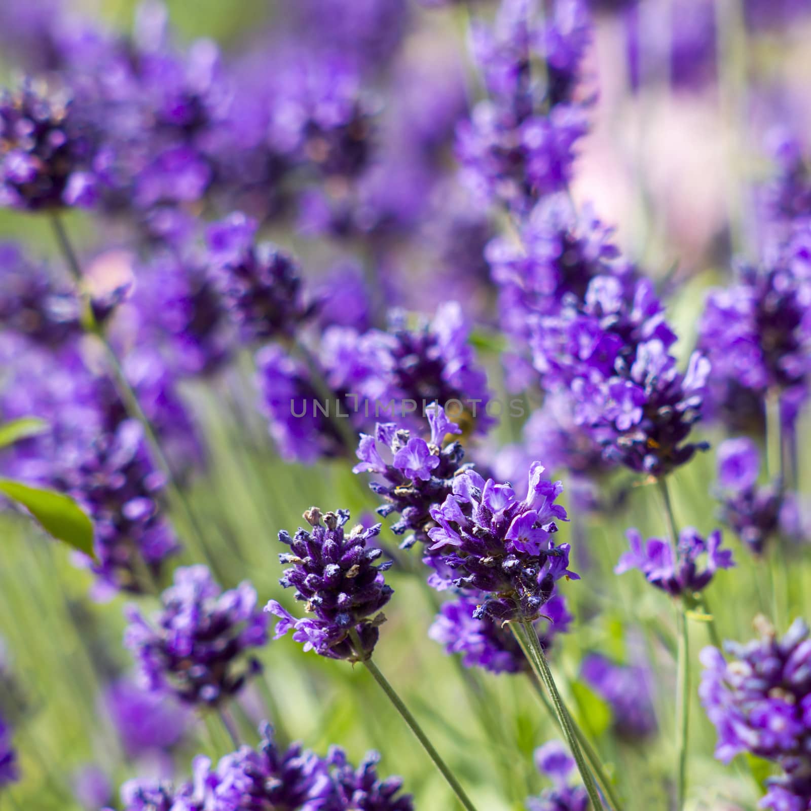 lavender flowers by miradrozdowski