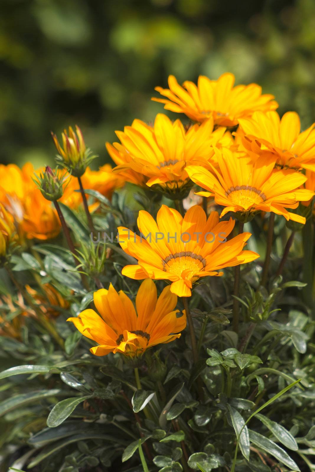 image of beautiful orange african daisy by miradrozdowski