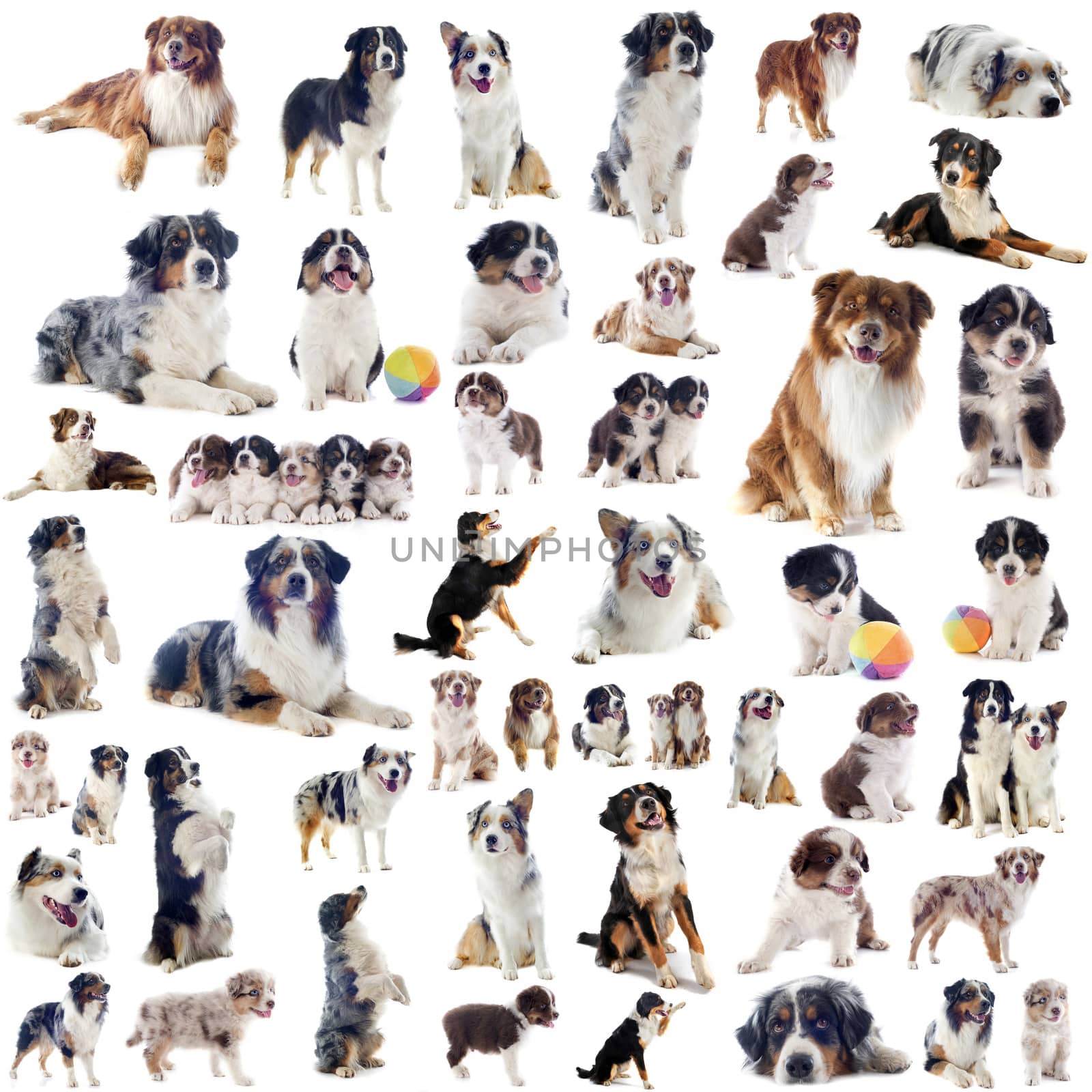 group of purebred australian shepherd  in front of white background