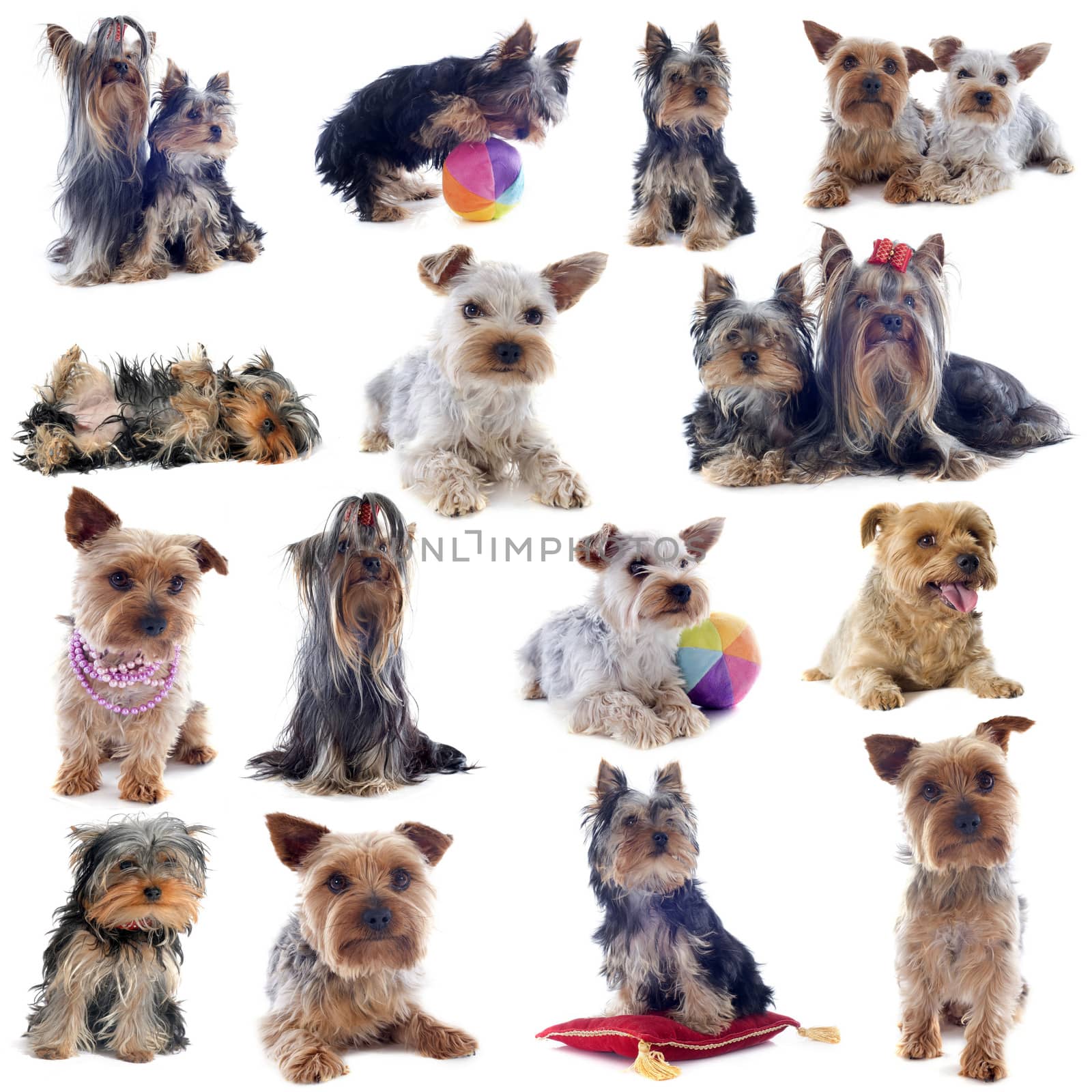 composite picture of purebred yorkshire terrier in front of white background
