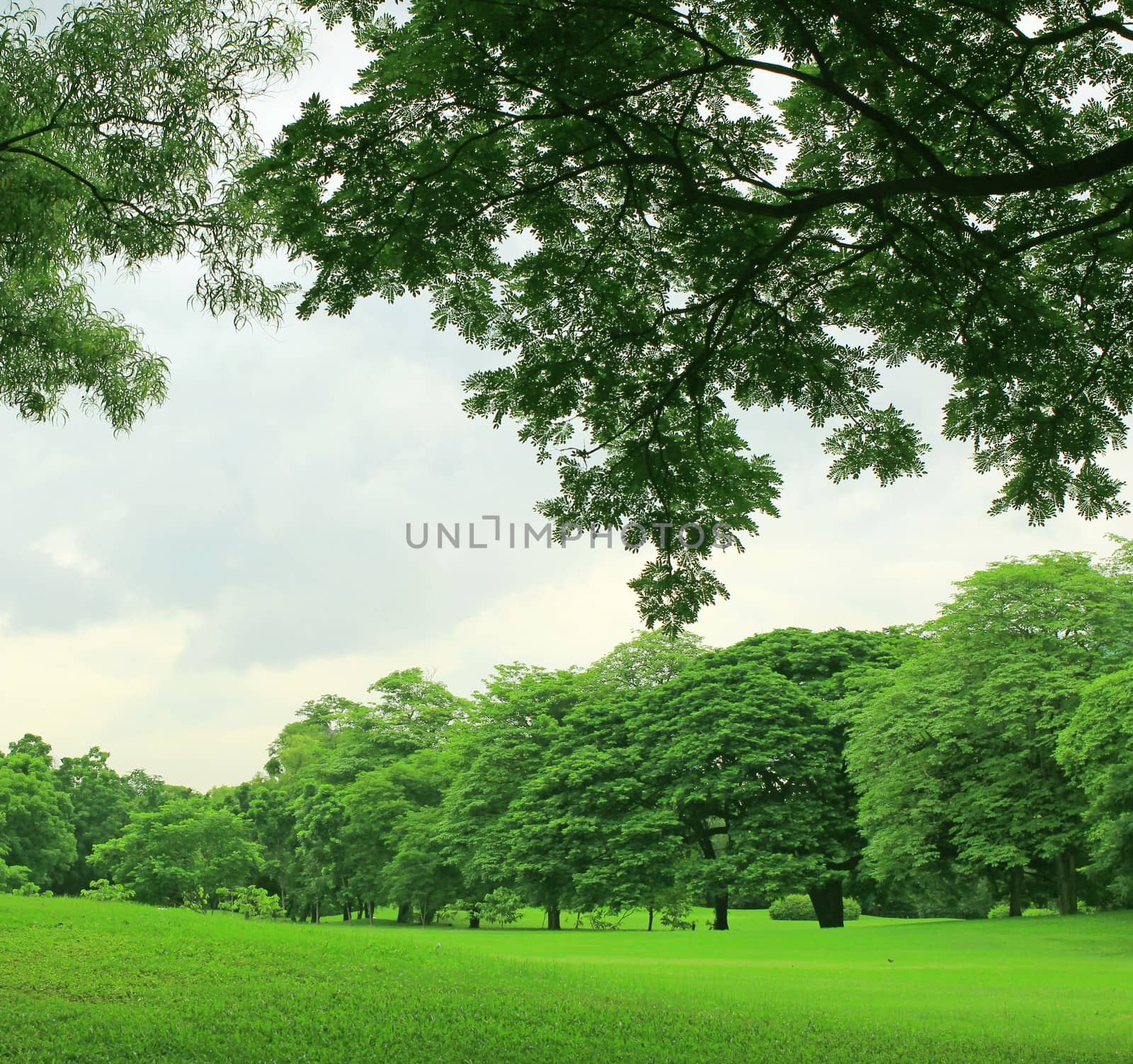 Background with green trees in park