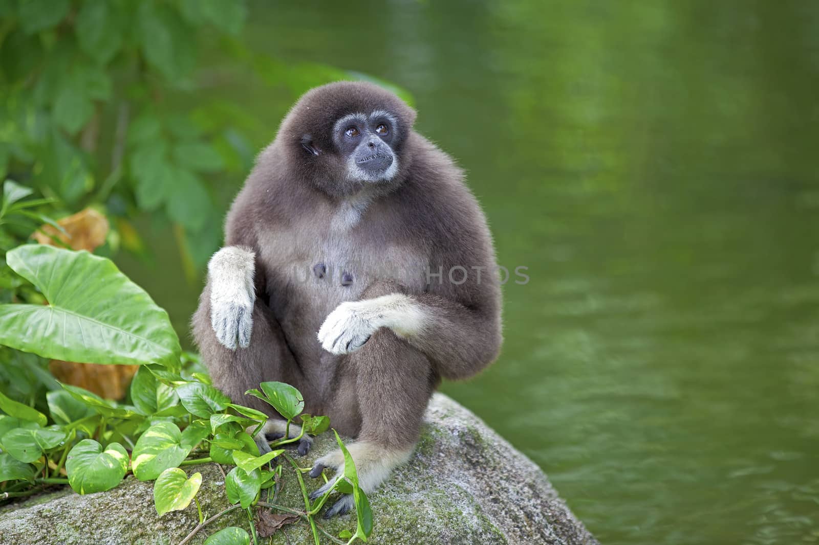 Gibbon monkey in Kota Kinabalu, Borneo, Malaysia