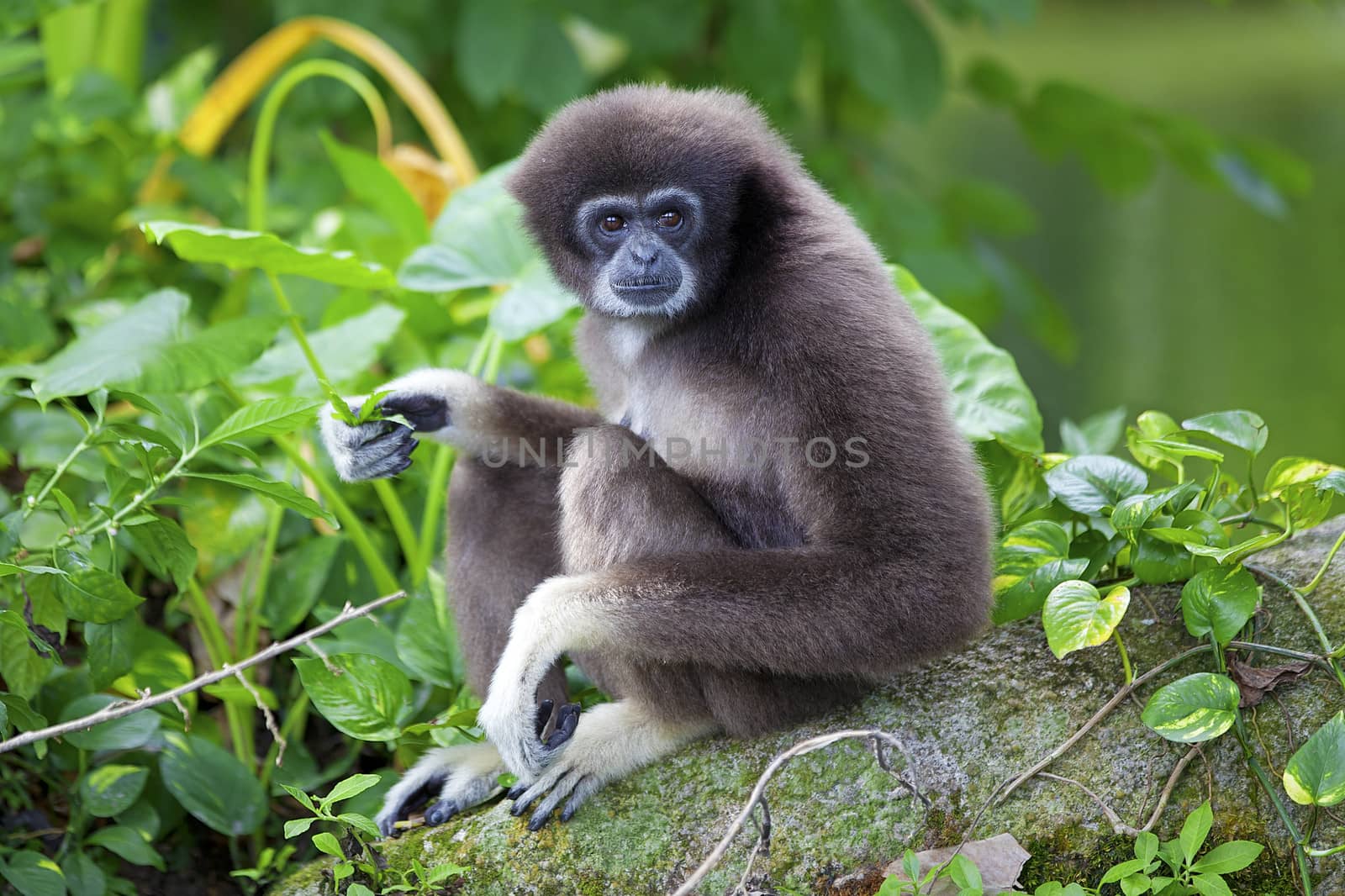 Gibbon monkey in Kota Kinabalu, Borneo, Malaysia