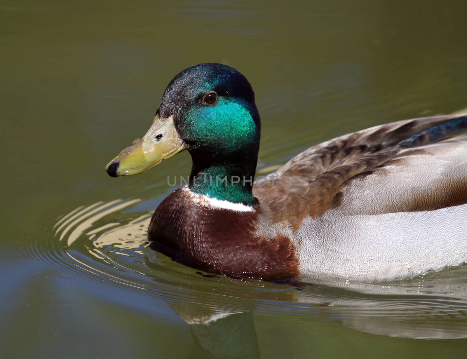 Beautiful male mallard duck swimming on quiet brown water