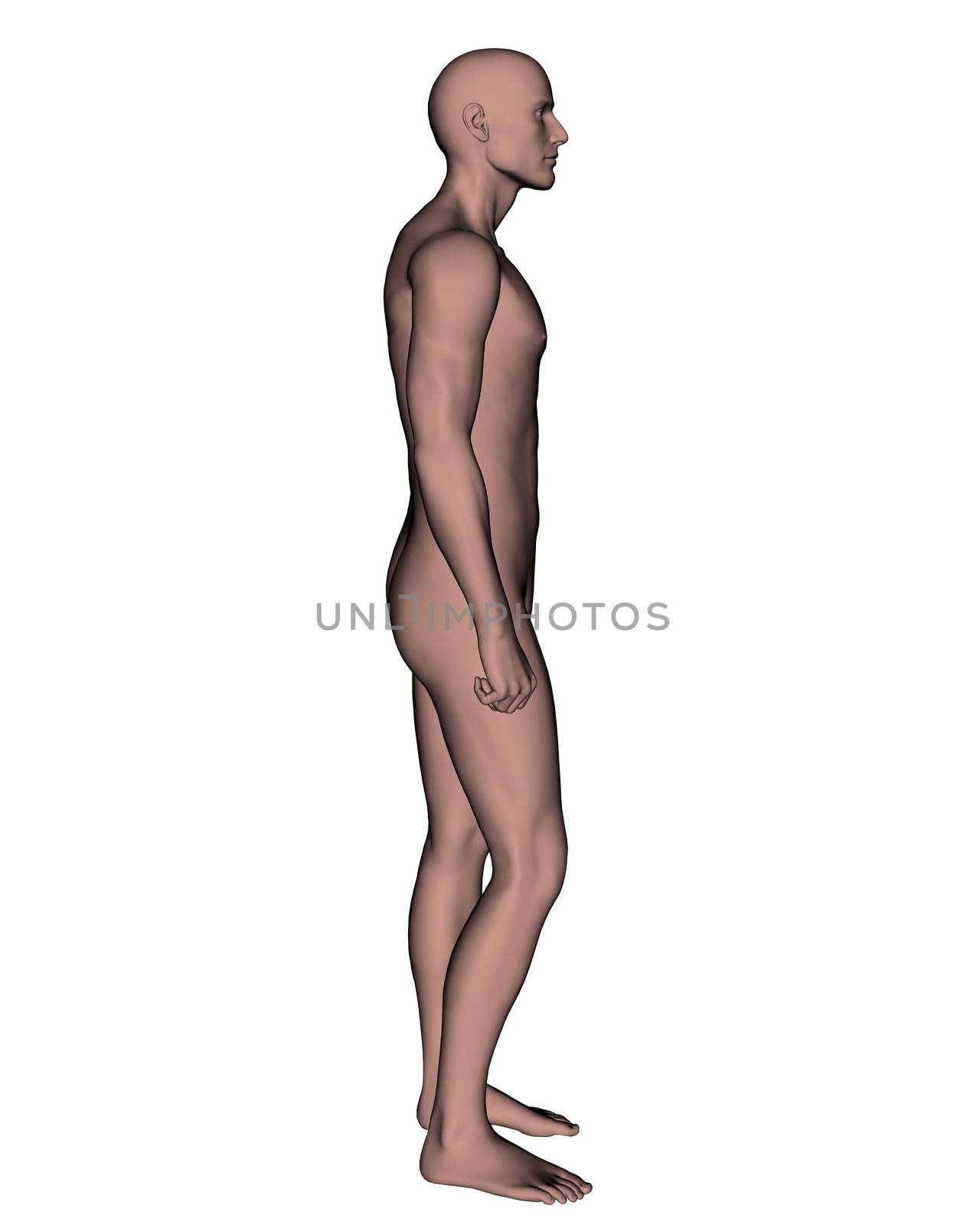 Side of a nude male in white background