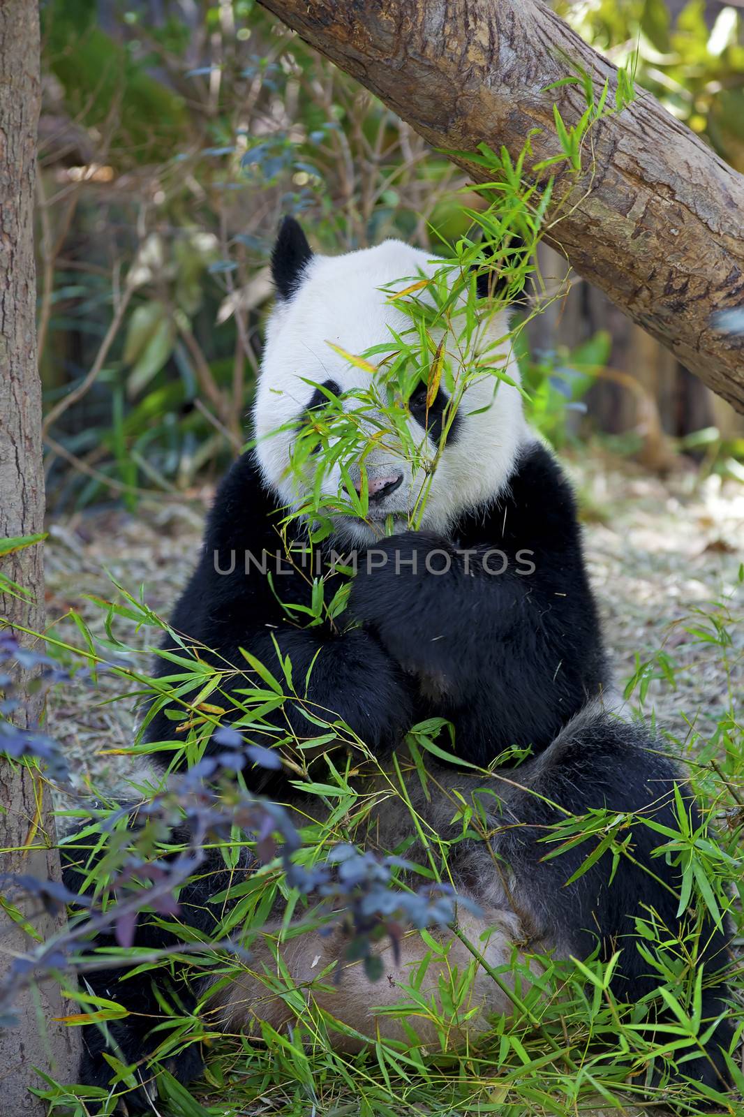 Giant Panda bear eating bamboo