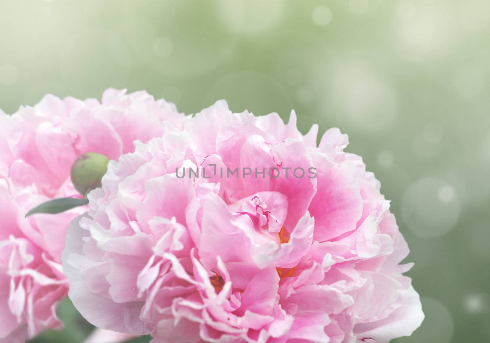 Dreamy pink peonies by Mirage3