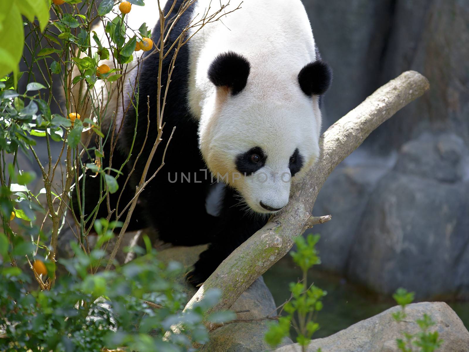 Giant Panda walking in the wild