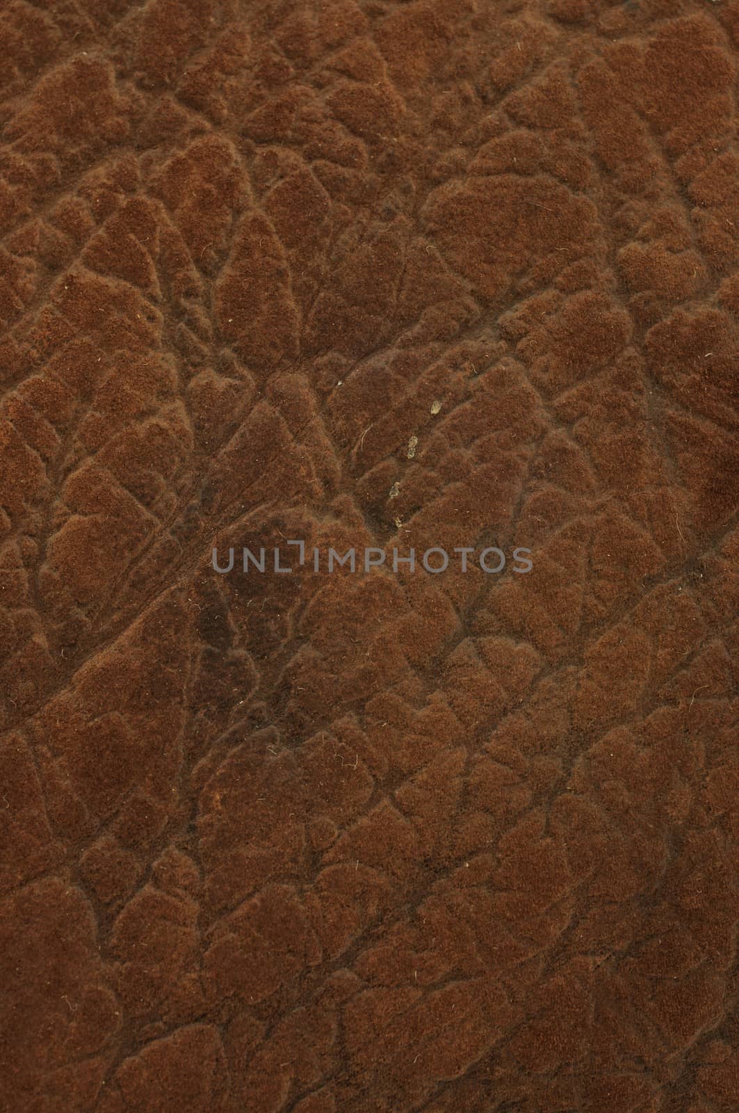 Elephant Leather texture background for use as web element or background