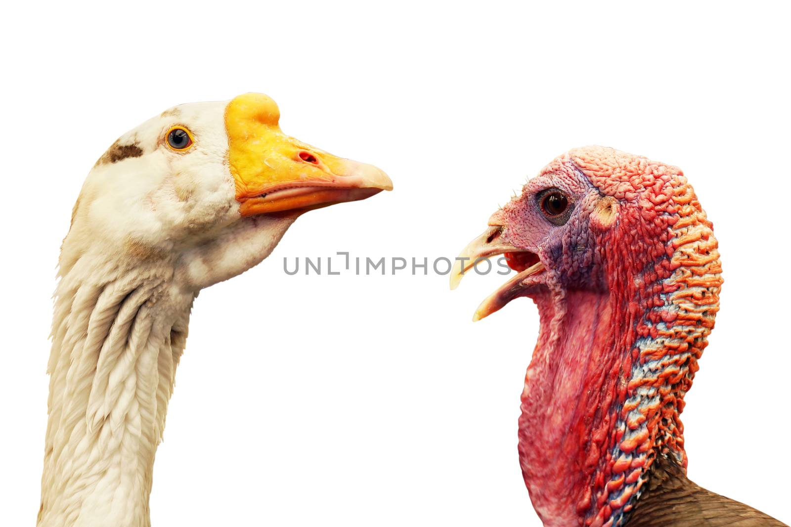 Goose and wild turkey heads isolated 