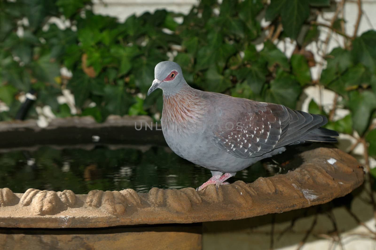 Speckled Pigeon, Columba guinea, at bird bath