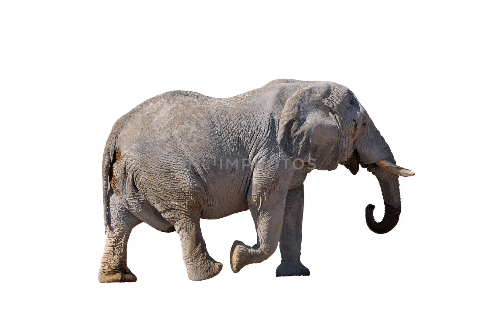 Elephant walking in the Etosha National Park, Namibia