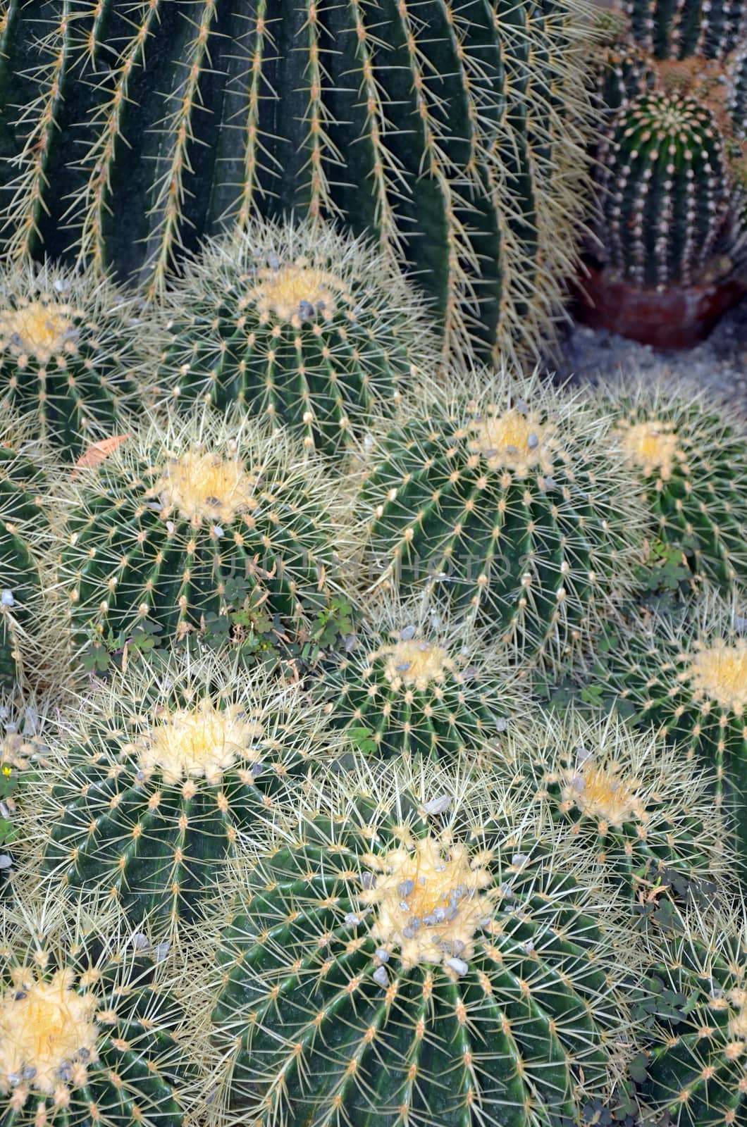 Prickly golden barrel cactus garden
