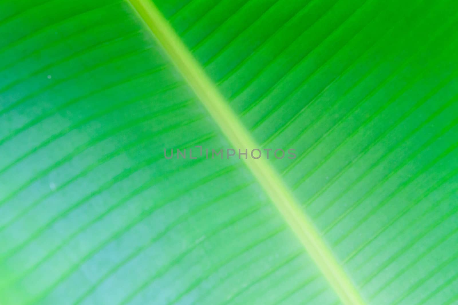 banana leaf close up by thanomphong
