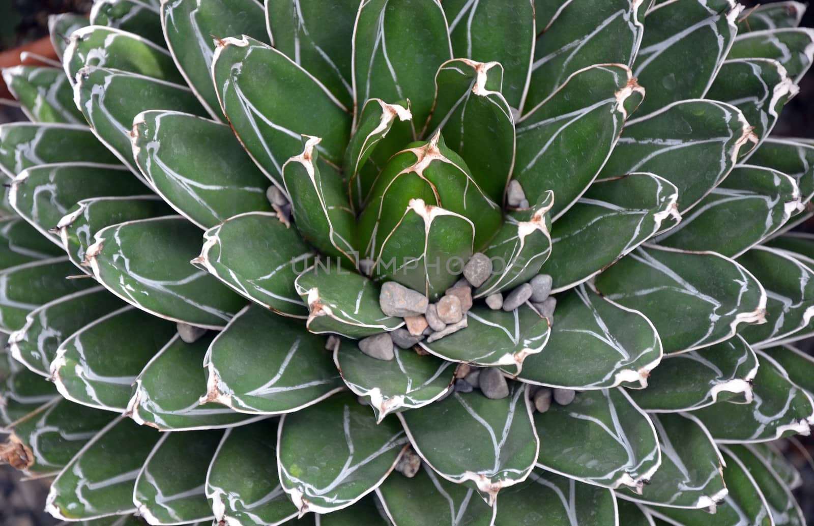 Cactus leaves close up