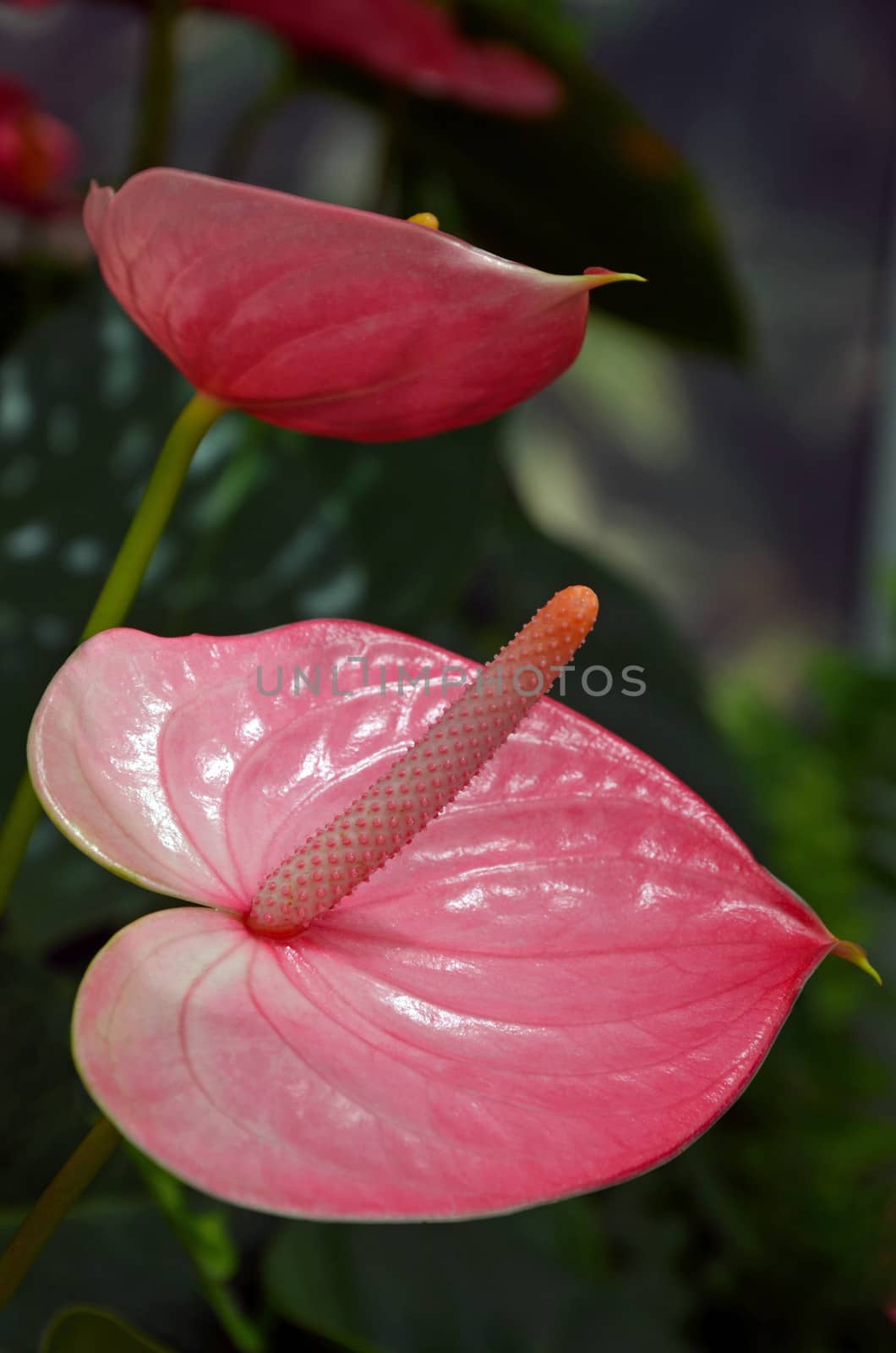 Beautiful pink flamingo flower against dark background