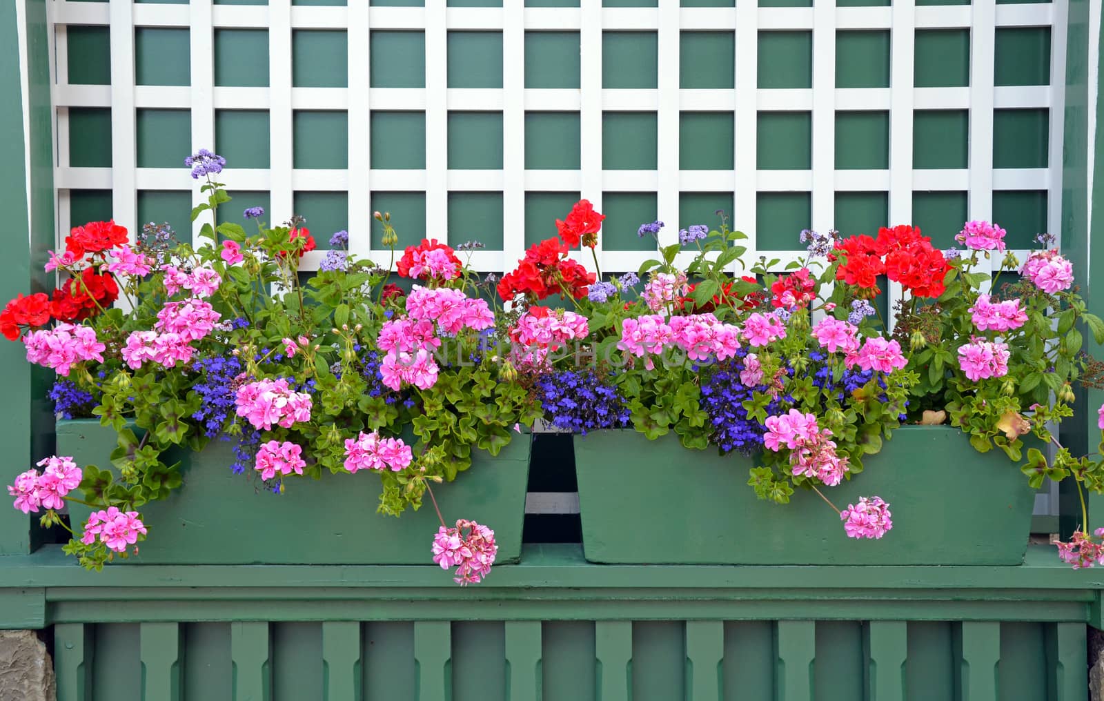 Colorful geranium flower planters on green shelf