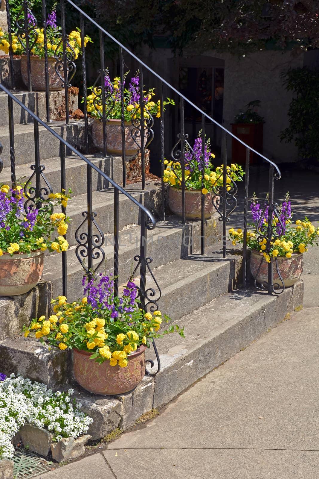 Purple and yellow flowerpots on stairs