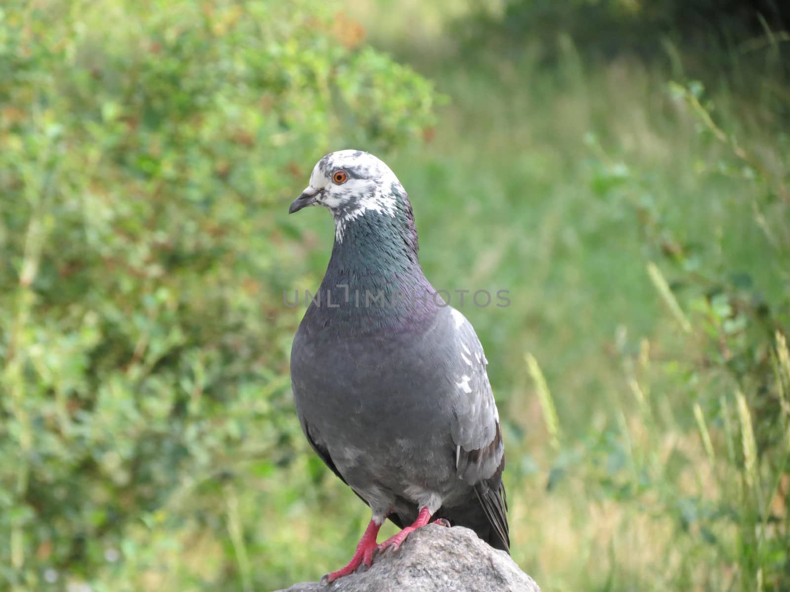  Urban pigeon sitting and posing in the park on a stone                              