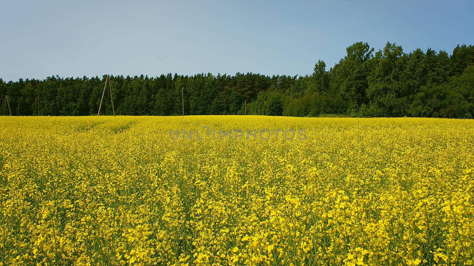 field of yellow rape against the blue sky 