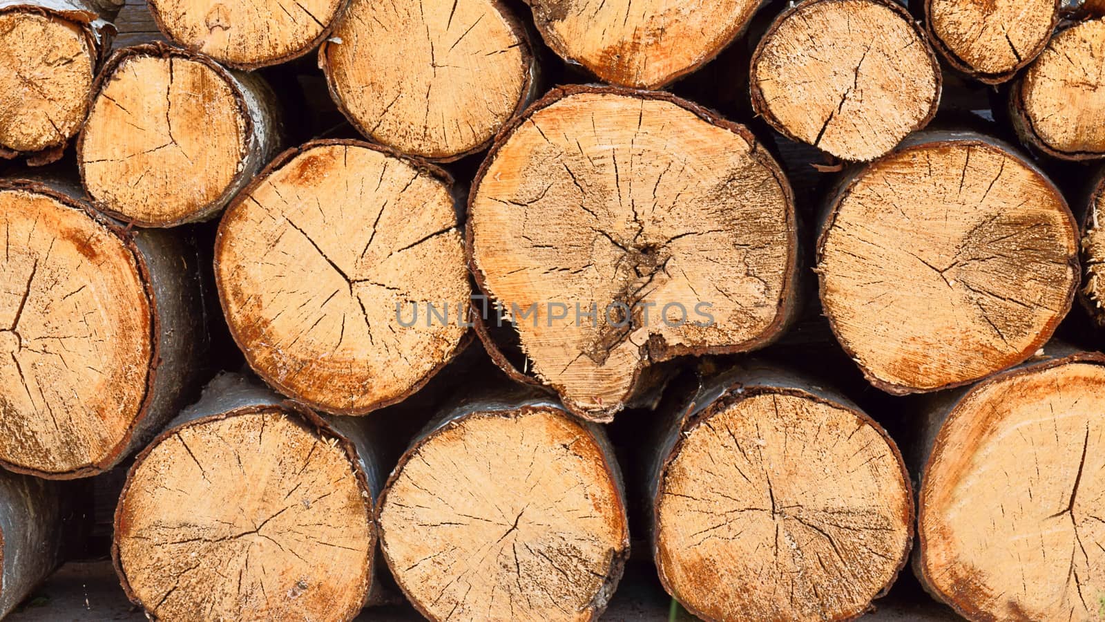           Firewood texture, after the sawing wood 