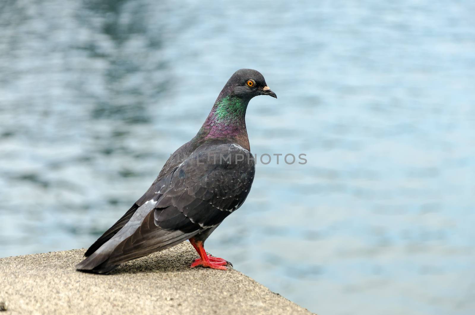 Pigeon with out of focus river in the background in Portland, Oregon