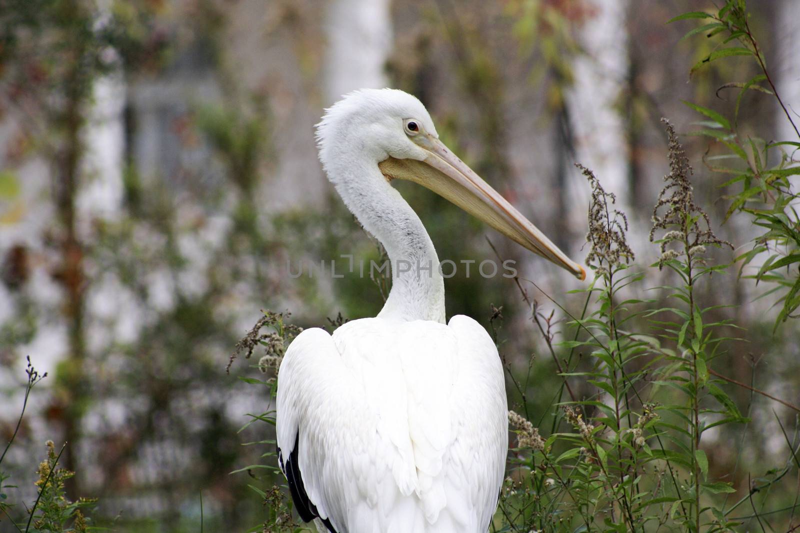 Pelican in natural habitat